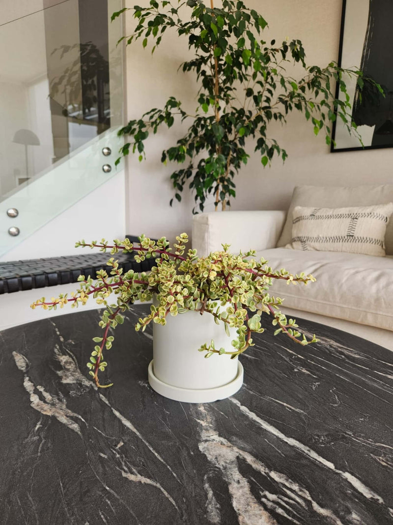 Árbol de Jade Variegado + Macetero Nordico - Elige tu color