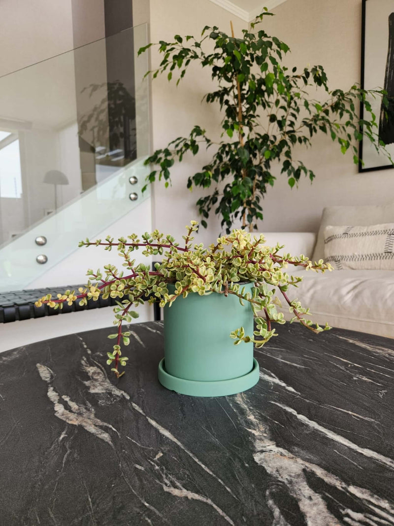 Árbol de Jade Variegado