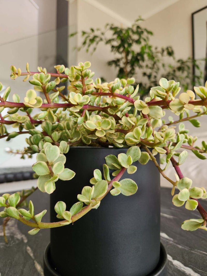 Árbol de Jade Variegado