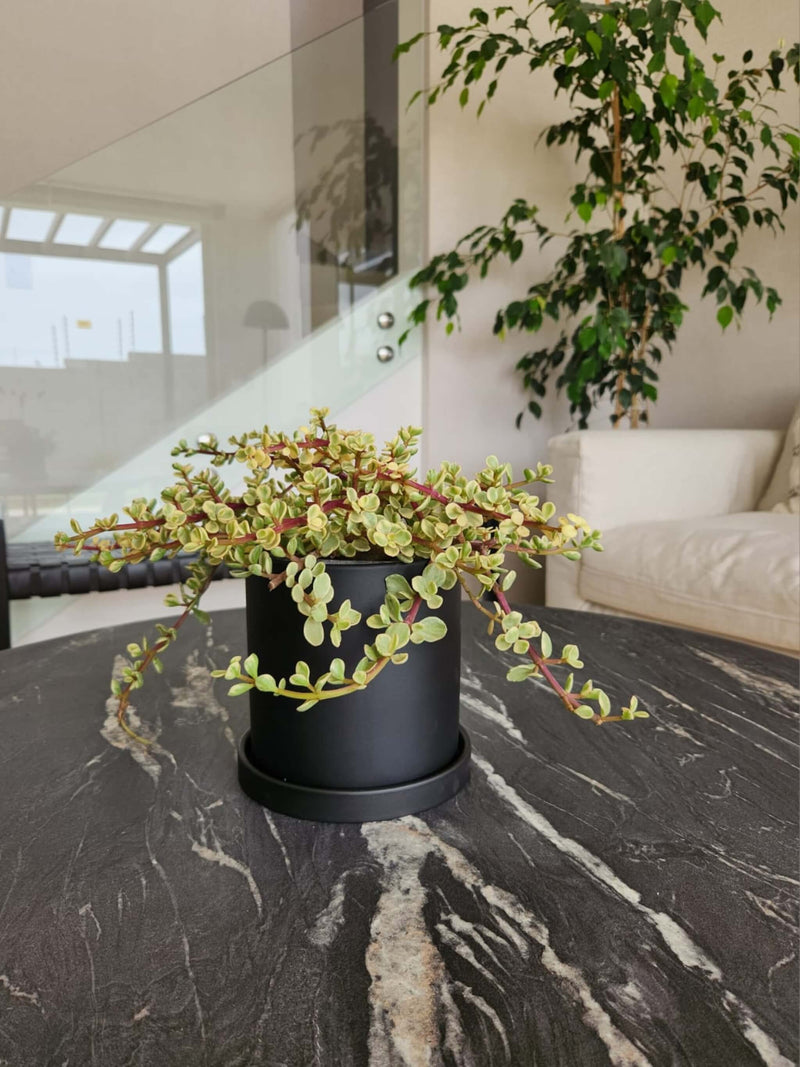 Árbol de Jade Variegado + Macetero Nordico - Elige tu color