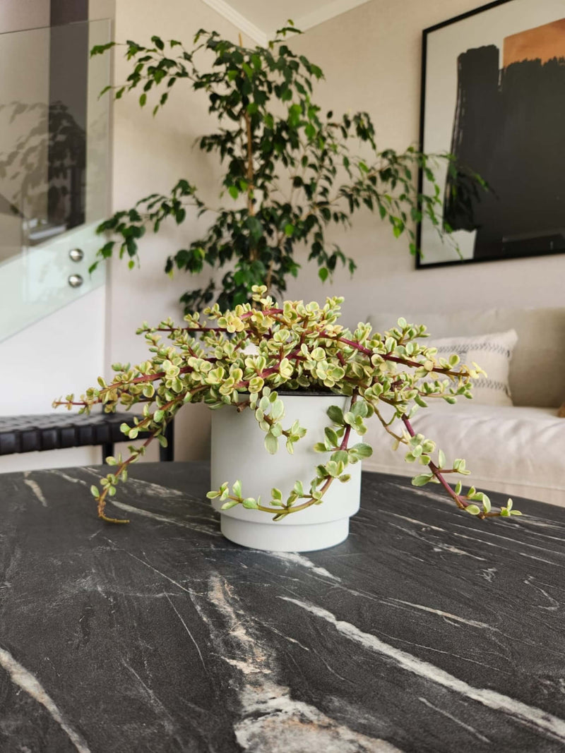 Árbol de Jade Variegado + Macetero Pipa - Elige tu color