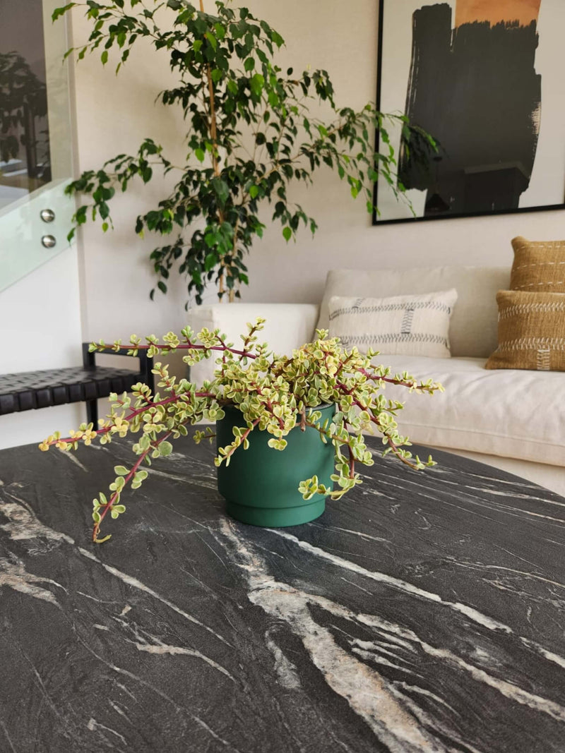 Árbol de Jade Variegado + Macetero Pipa - Elige tu color