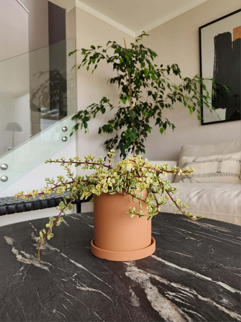 Árbol de Jade Variegado + Macetero Nordico - Elige tu color