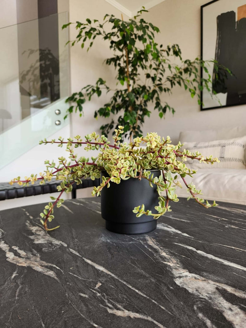 Árbol de Jade Variegado + Macetero Pipa - Elige tu color