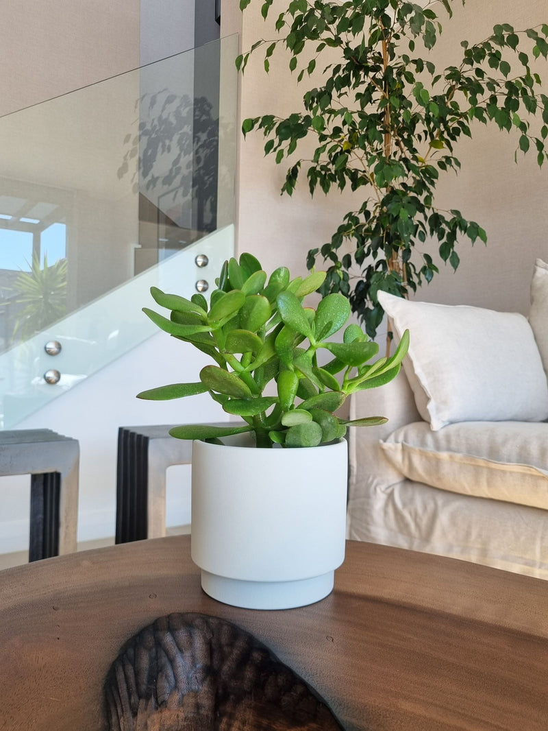 🧿 Pack protección & Abundancia- Sansevieria Green Star + Arbol de Jade