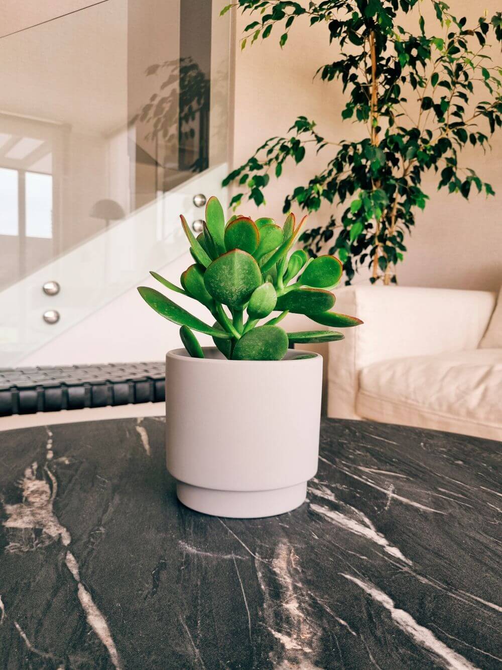 Árbol de Jade - Crassula Ovata
