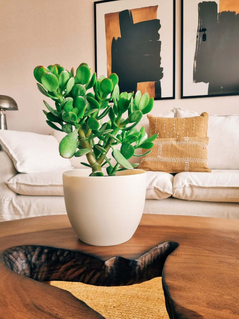 Árbol de Jade + Macetero Cuenco - Elige tu color