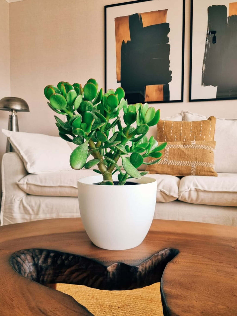 Árbol de Jade + Macetero Cuenco - Elige tu color