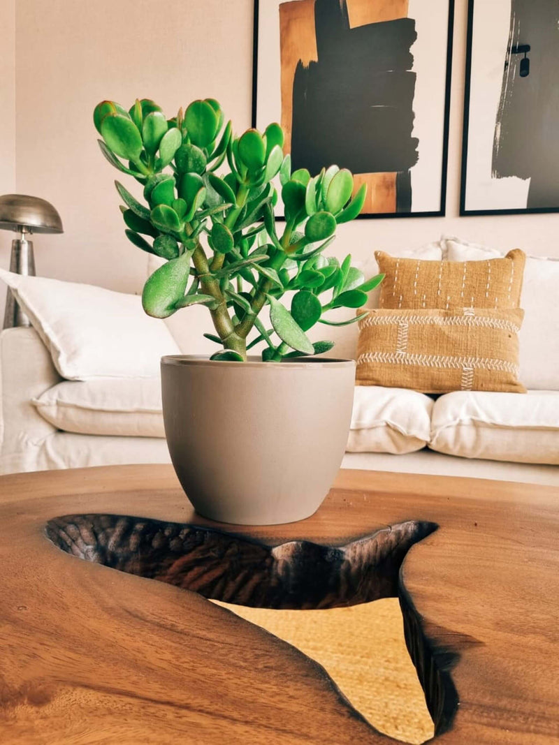 Árbol de Jade + Macetero Cuenco - Elige tu color