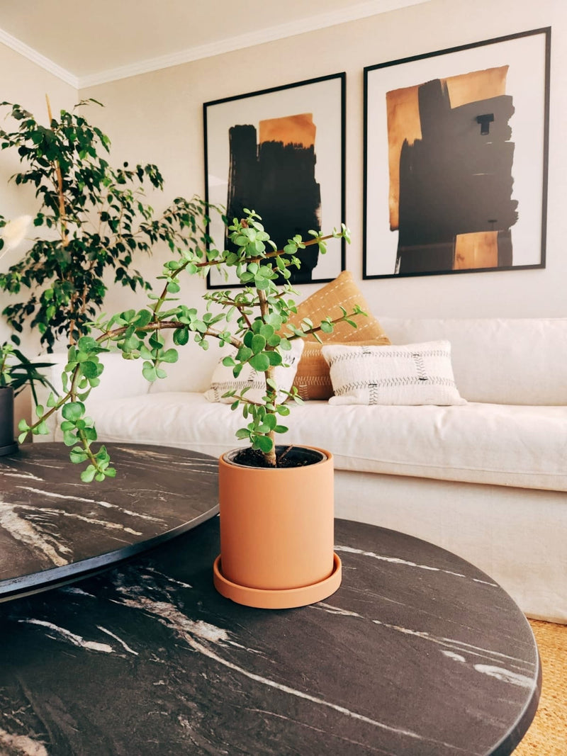 Árbol de Jade (Portulacaria Afra) + Macetero Nórdico - Elige tu color