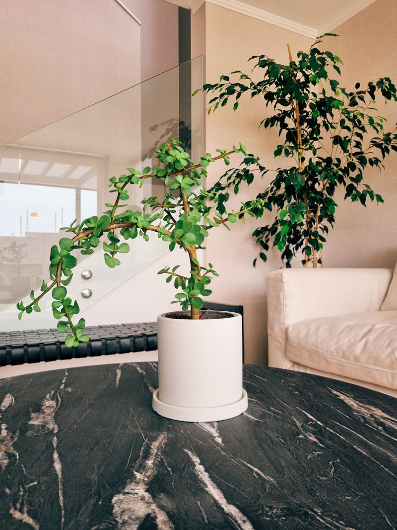 Árbol de Jade (Portulacaria Afra) + Macetero Nórdico - Elige tu color