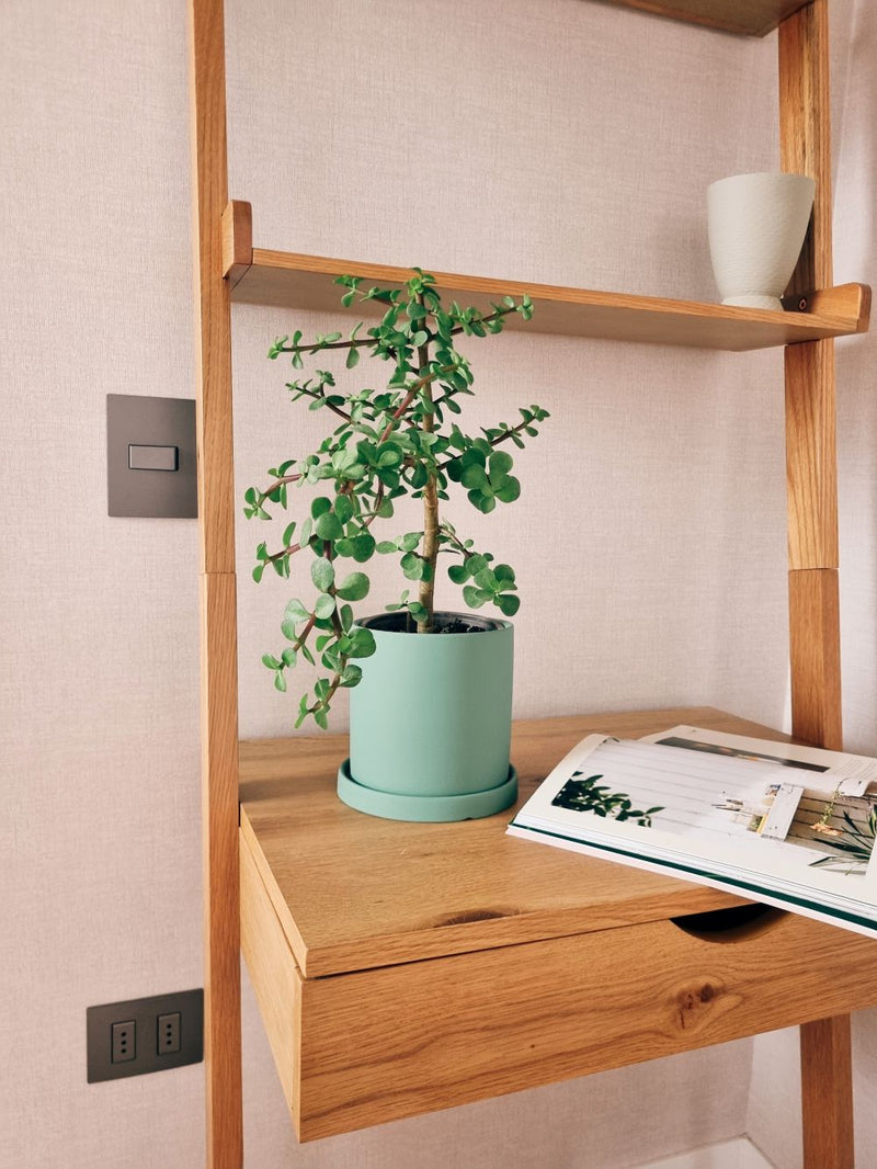 Árbol de Jade (Portulacaria Afra) + Macetero Nórdico - Elige tu color