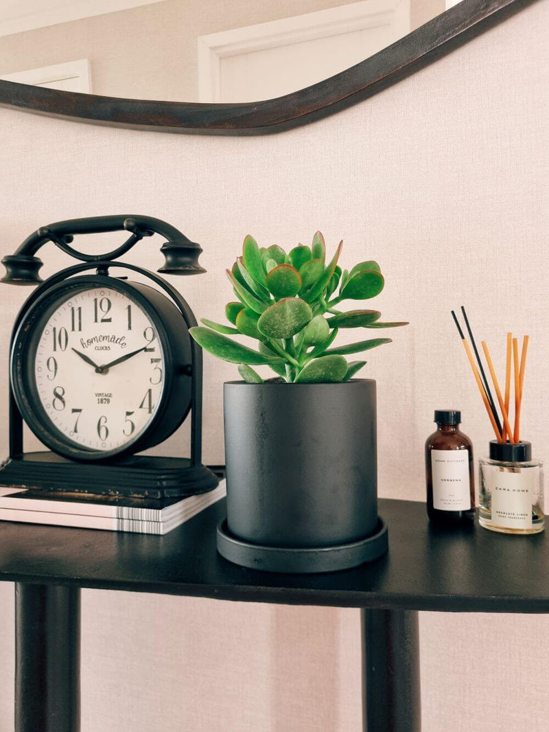 Árbol de Jade S + Macetero Nordico - Elige tu color