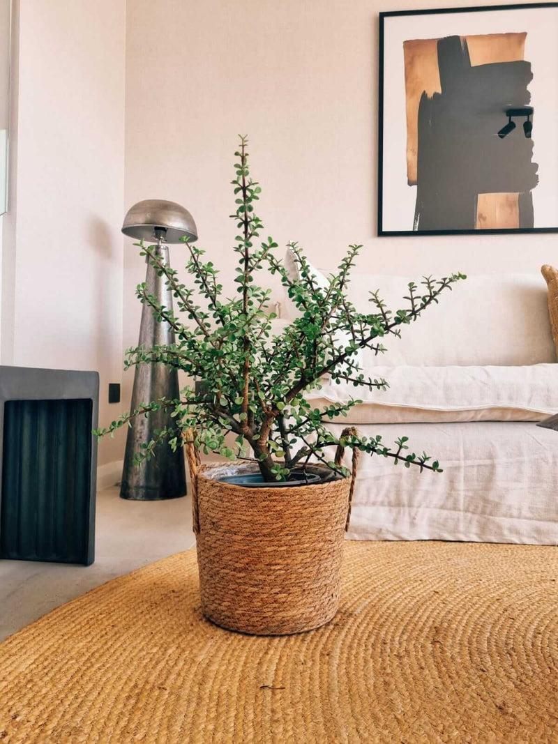 Árbol de Jade XL (Portulacaria Afra) + Canasto Rustic - Elige tu color