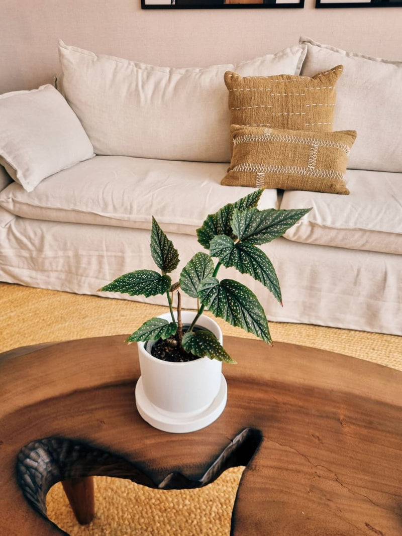 Begonia Alitas de Ángel + Macetero Flo