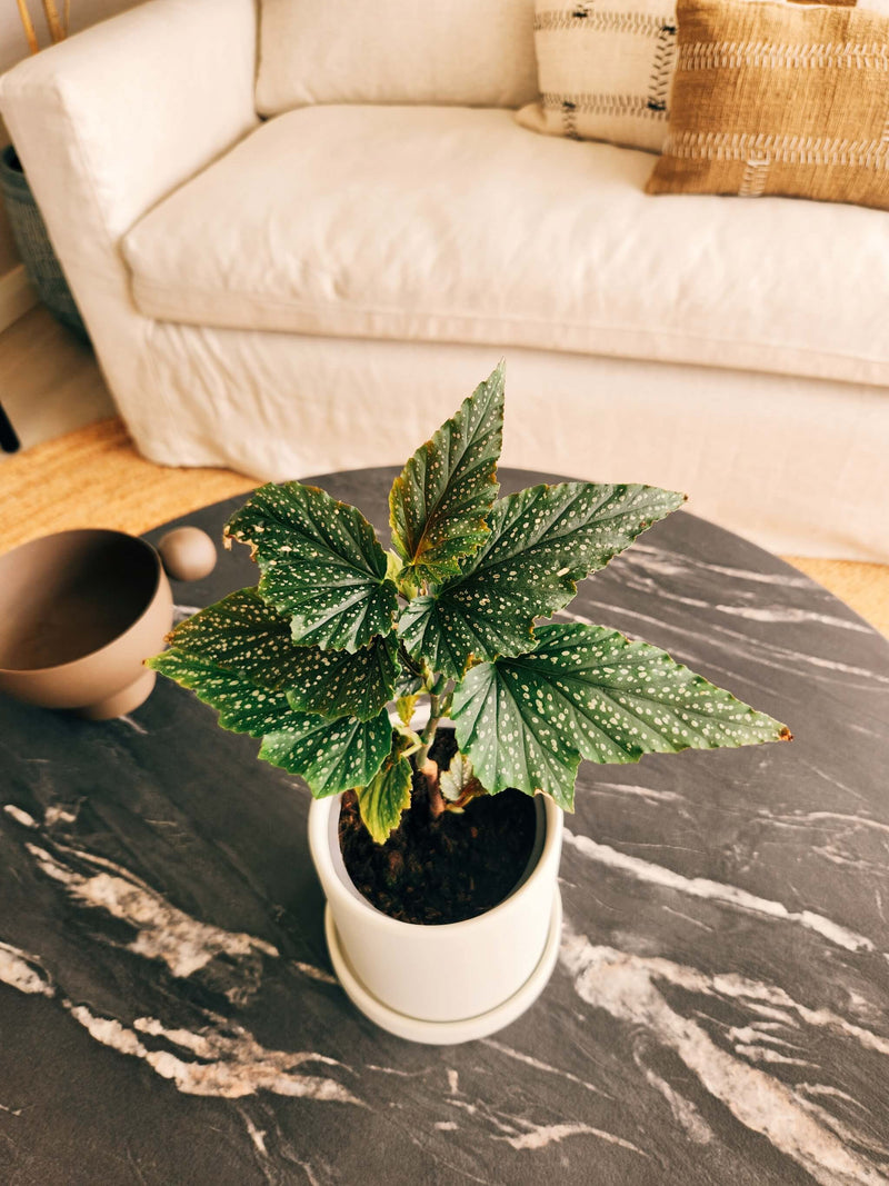 Begonia Alitas de Angel