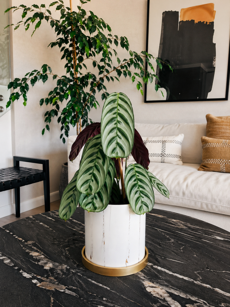Calathea Calathea Burle-Marxii + Macetero Nórdico - Elige tu color