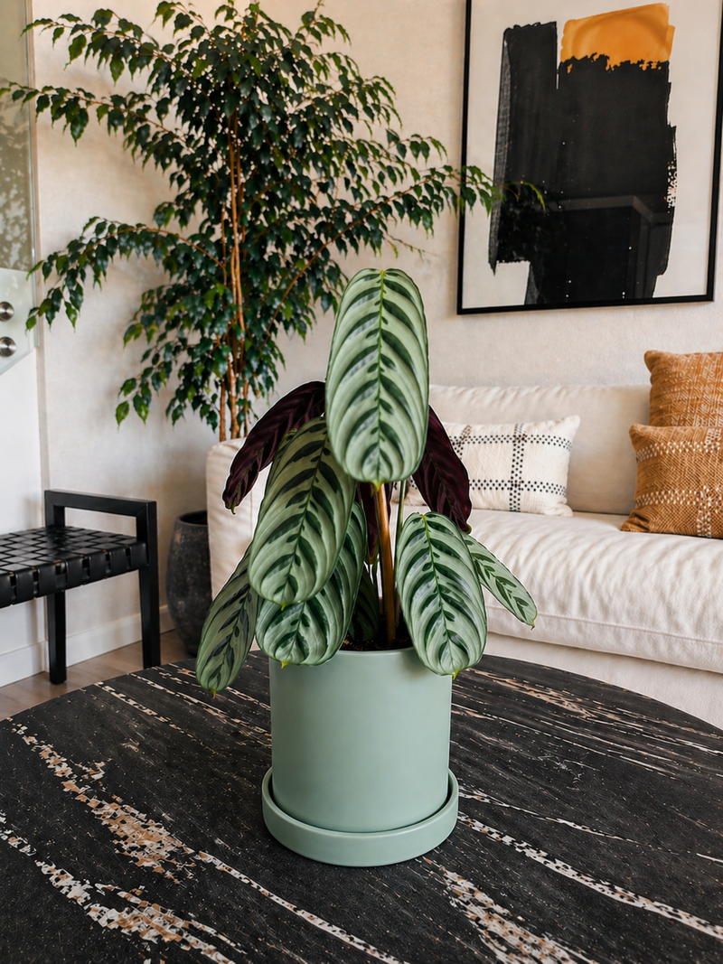 Calathea Calathea Burle-Marxii + Macetero Nórdico - Elige tu color