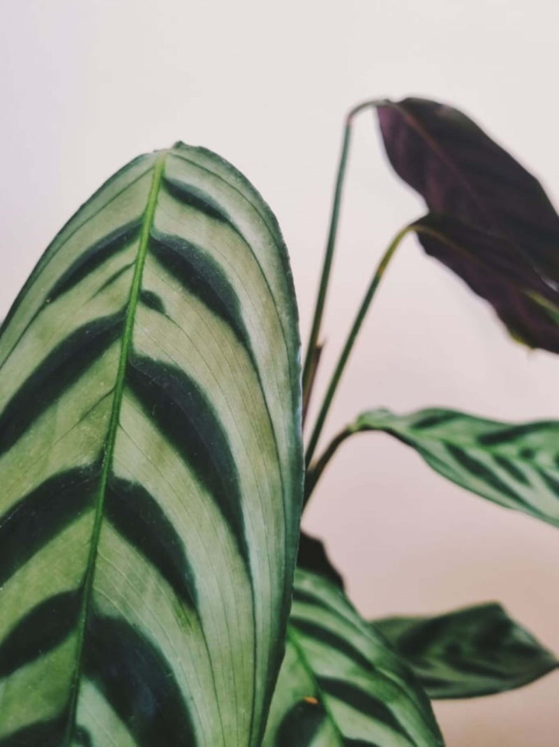 Hojas Calathea Burle Marxii
