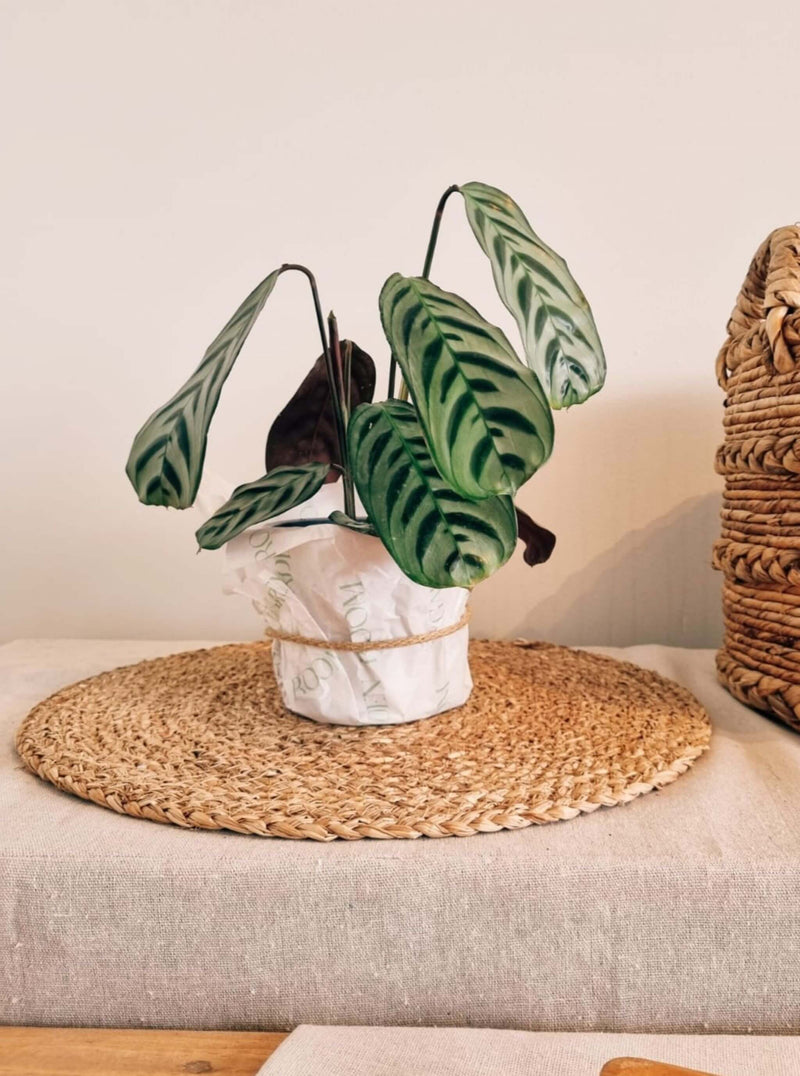 Calathea Burle Marxii regalo