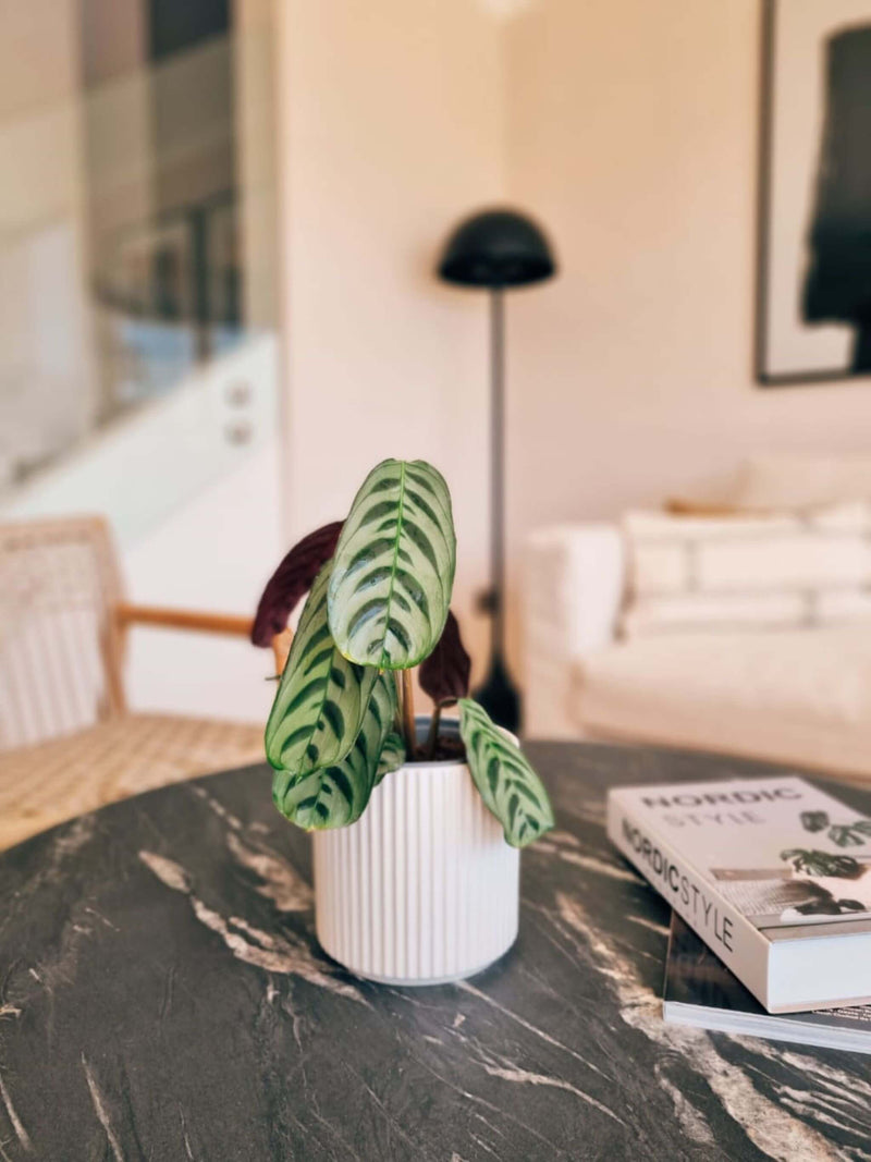 Calathea Burle Marxii