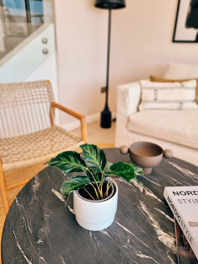 Calathea Lietzei ambientada