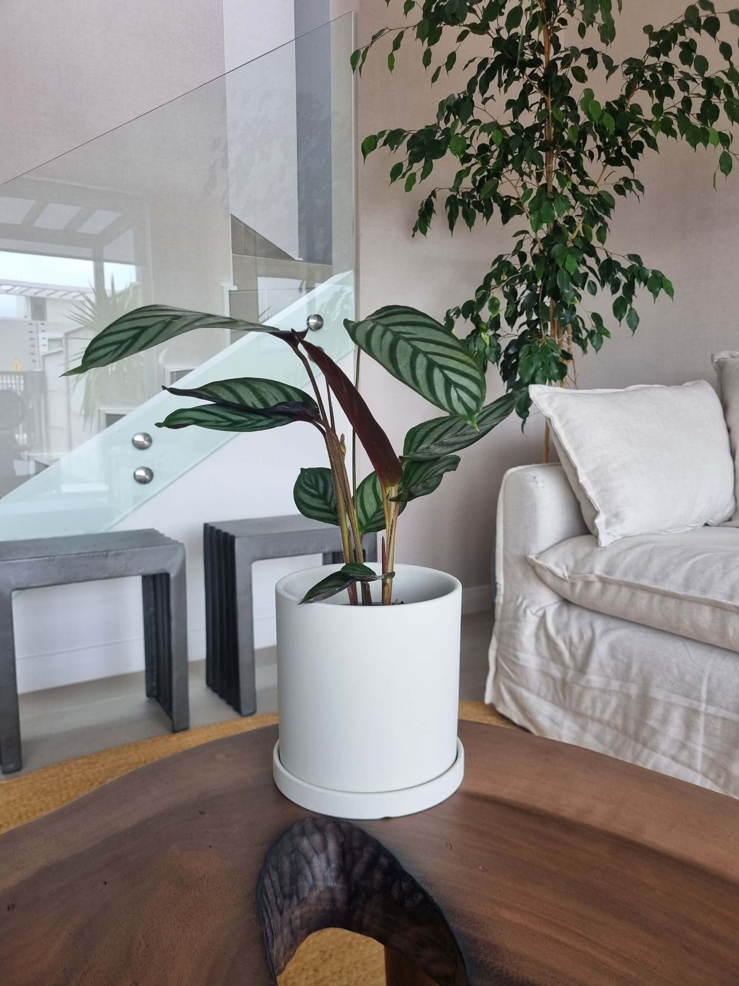 Calathea Setosa + Macetero Nórdico - Elige tu color