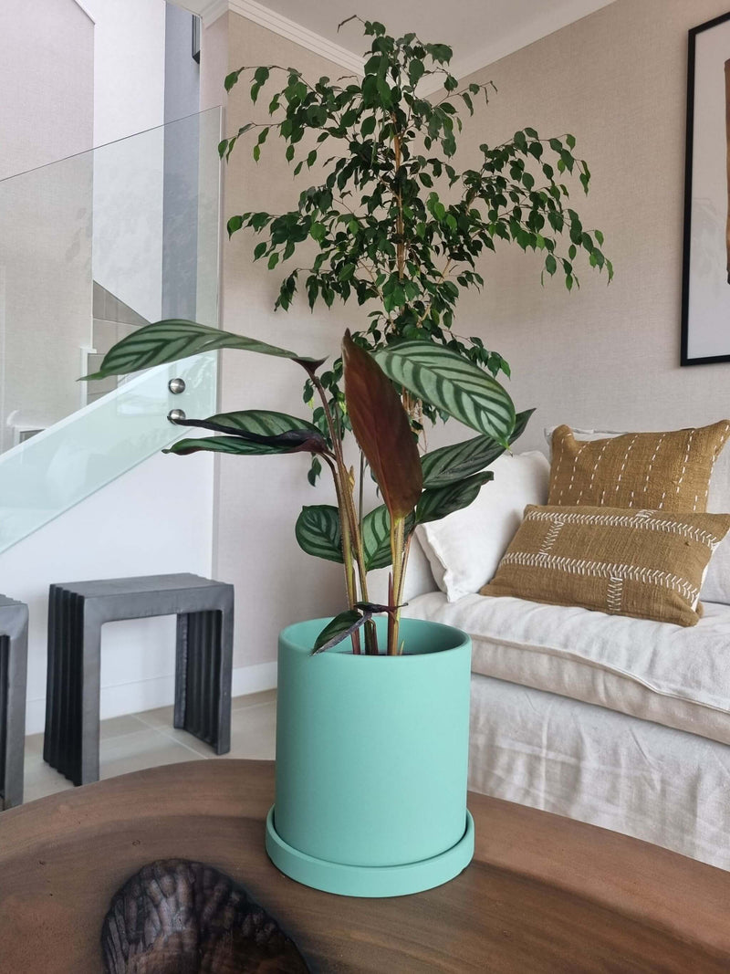 Calathea Setosa + Macetero Nórdico - Elige tu color