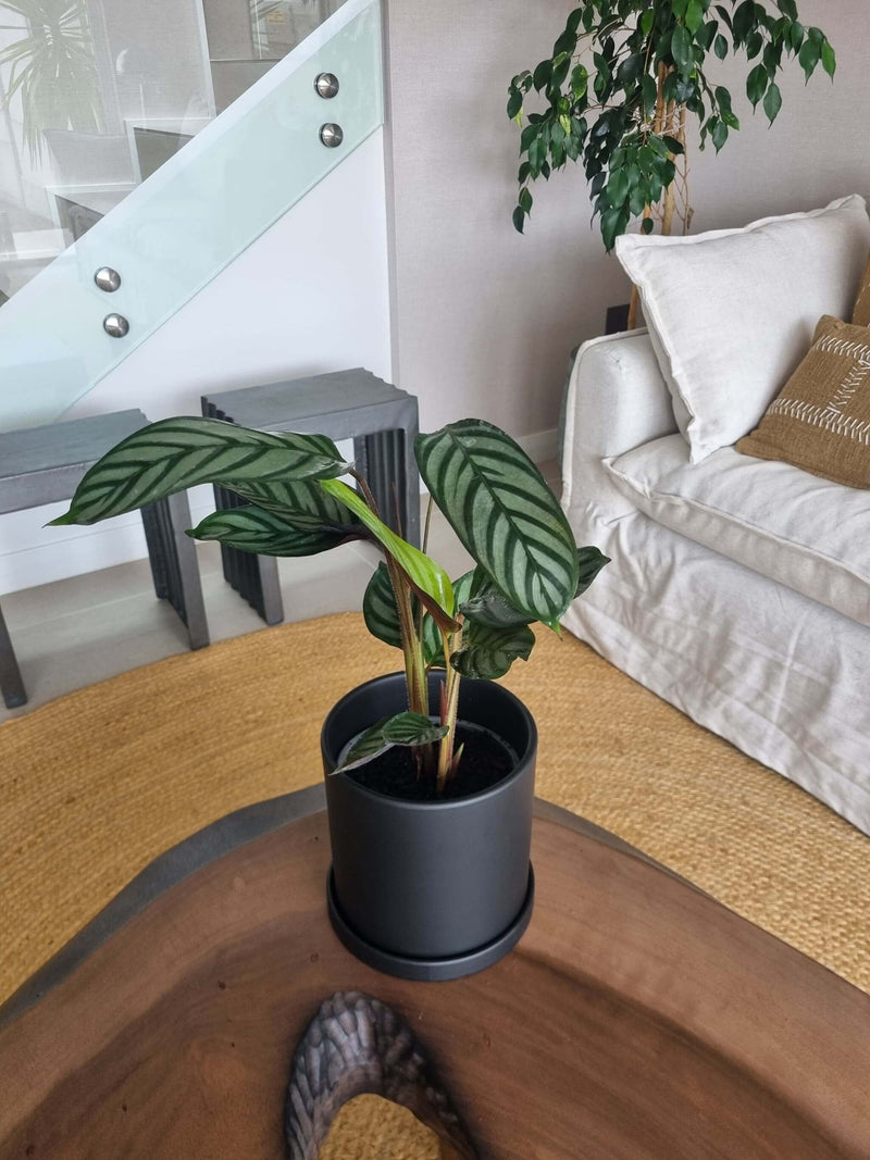 Calathea Setosa + Macetero Nórdico - Elige tu color