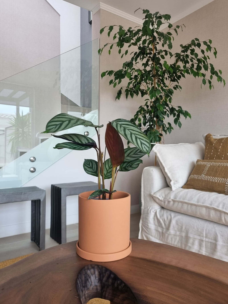 Calathea Setosa + Macetero Nórdico - Elige tu color