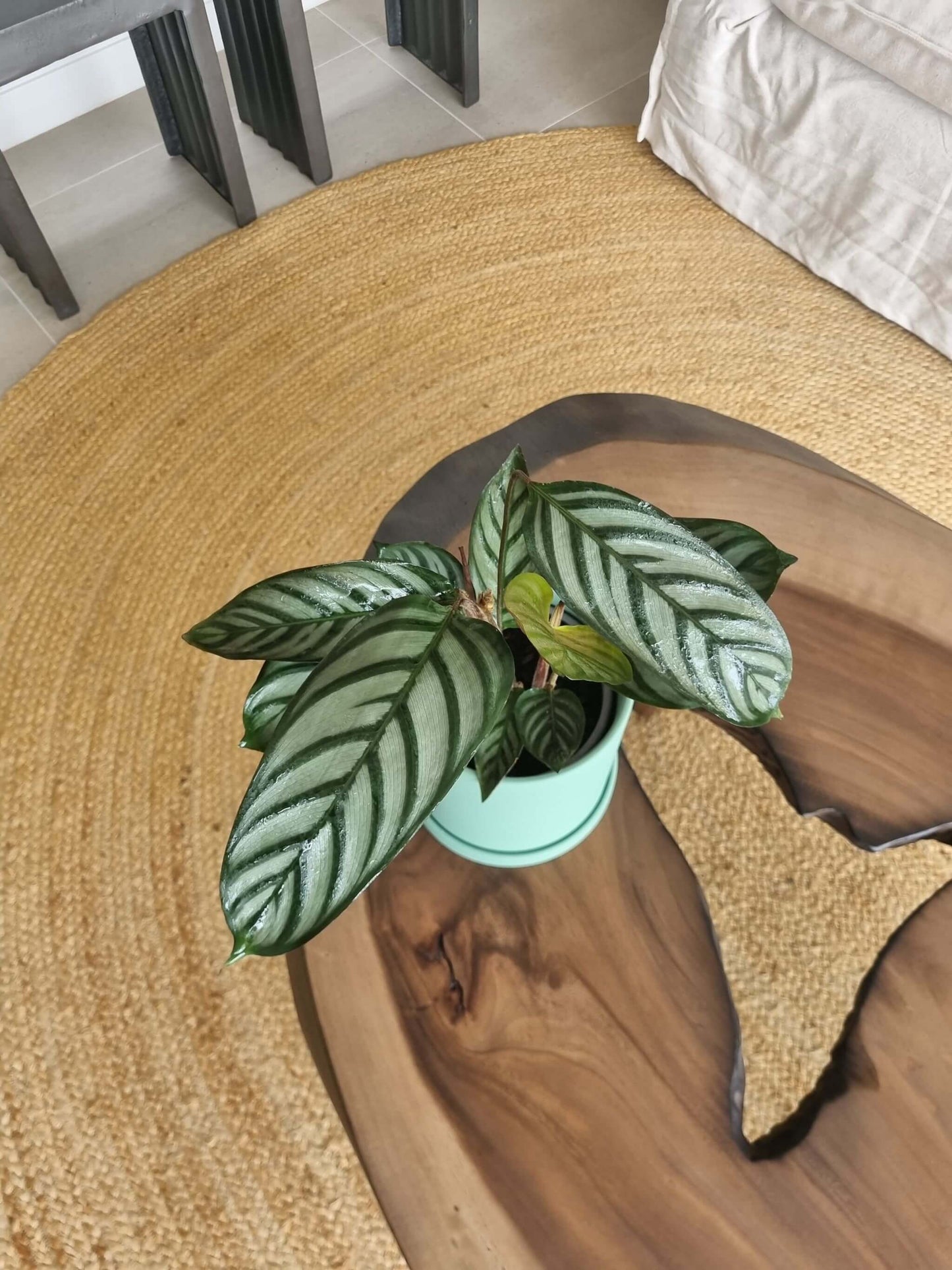 Calathea Setosa