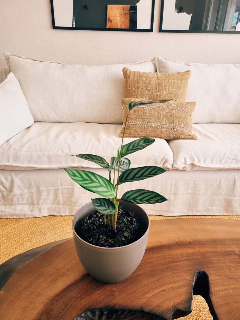 Calathea Setosa + Macetero Cuenco - Elige tu color