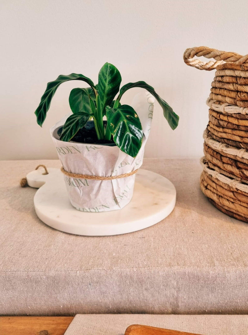 Calathea Zebrina para regalo