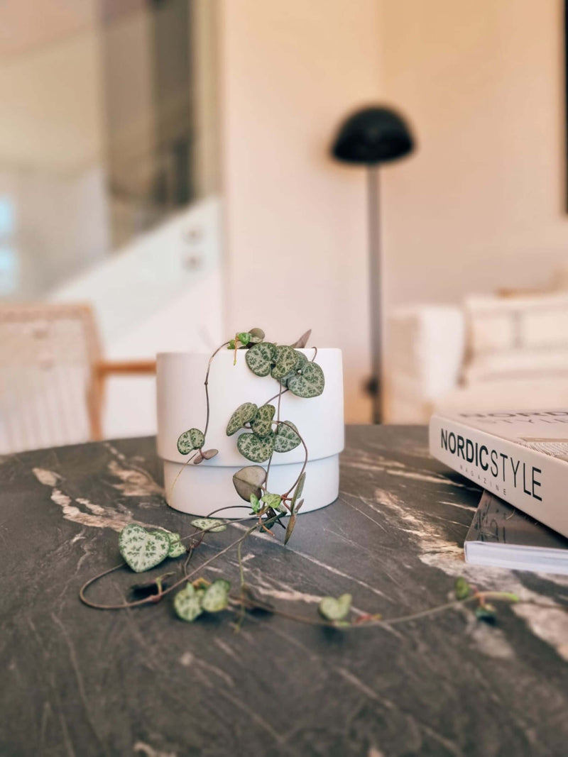 Ceropeggia Woodii ambientada