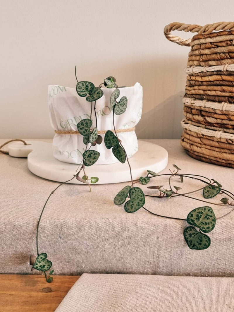 Ceropeggia Woodii para Regalo