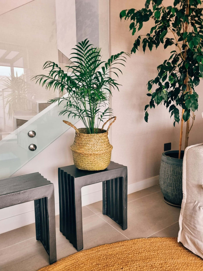 Chamaedoera Elegans XL