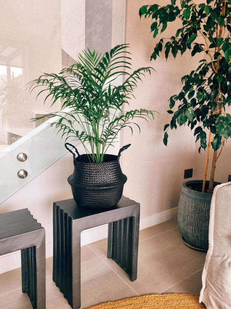 Chamaedoera Elegans XL