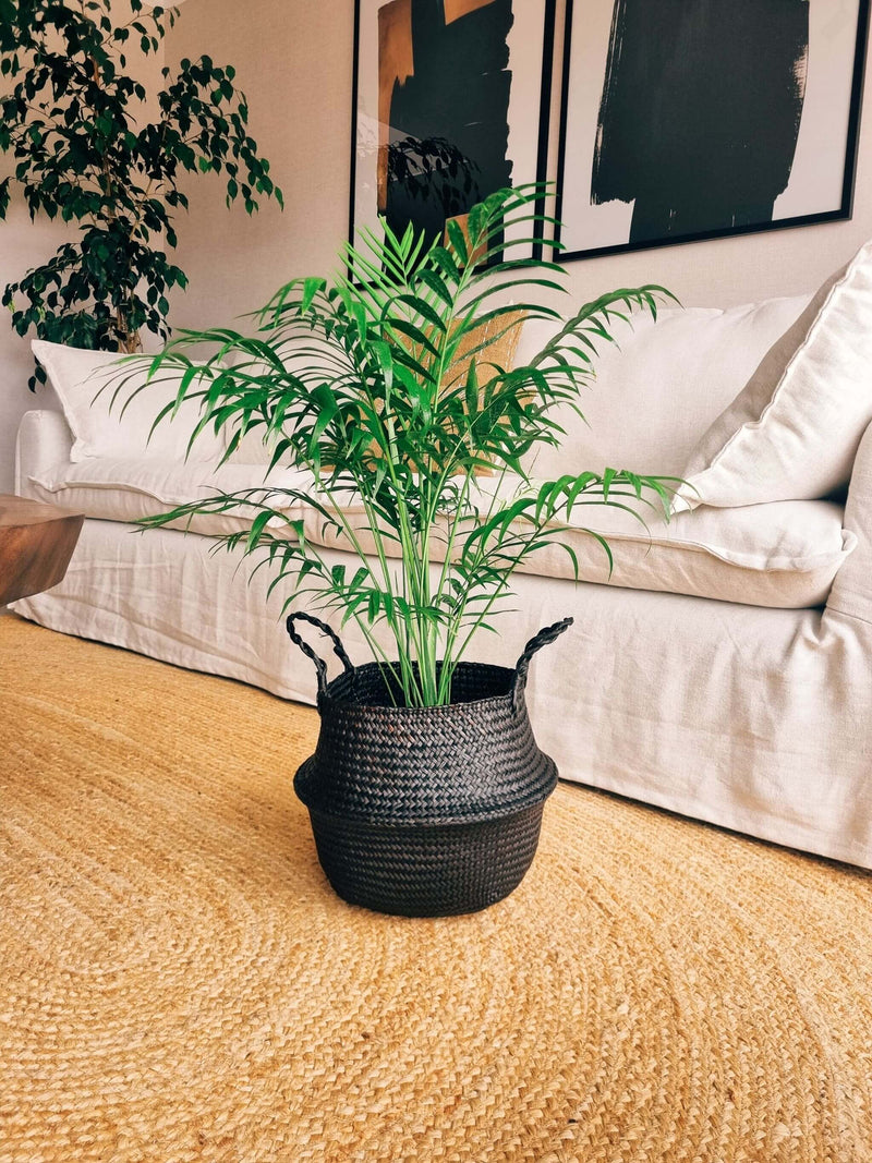 Chamaedoera Elegans XL