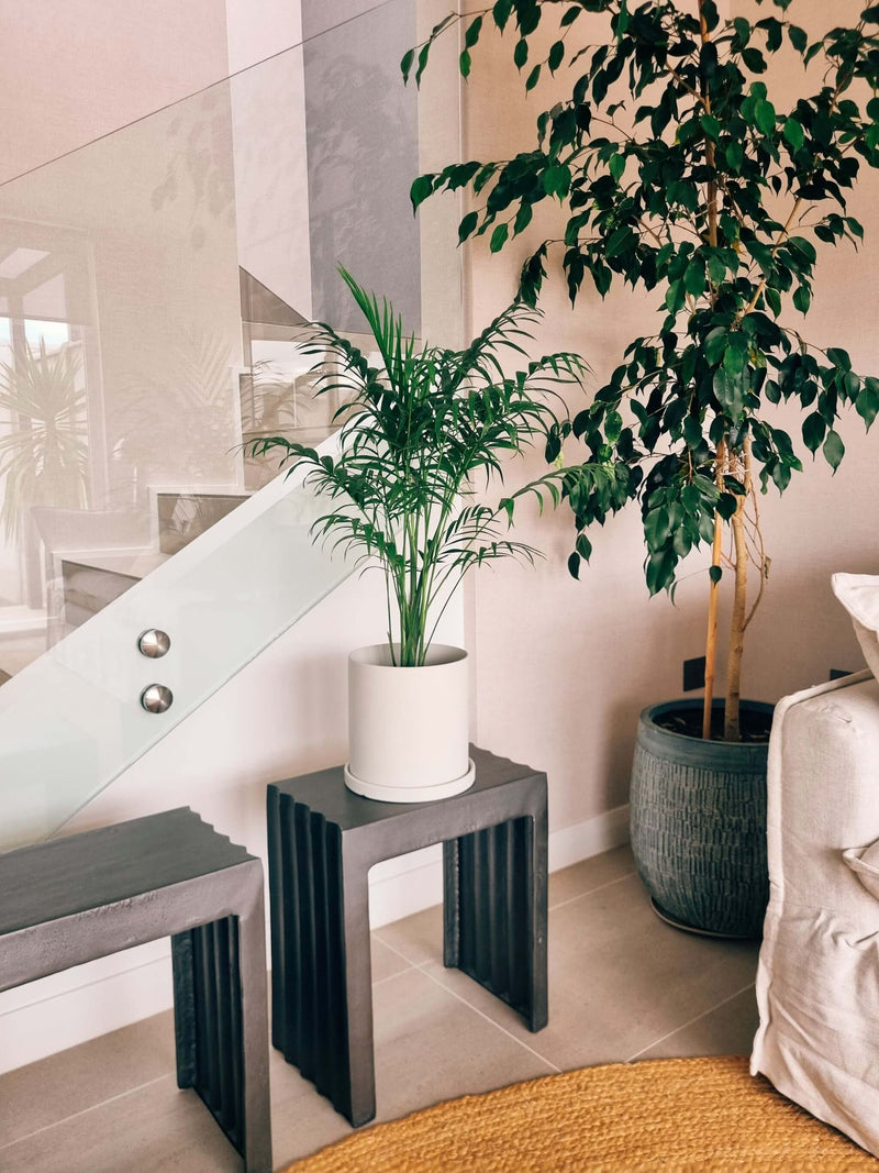 Chamaedoera Elegans XL + Macetero Nordico - Elige tu color