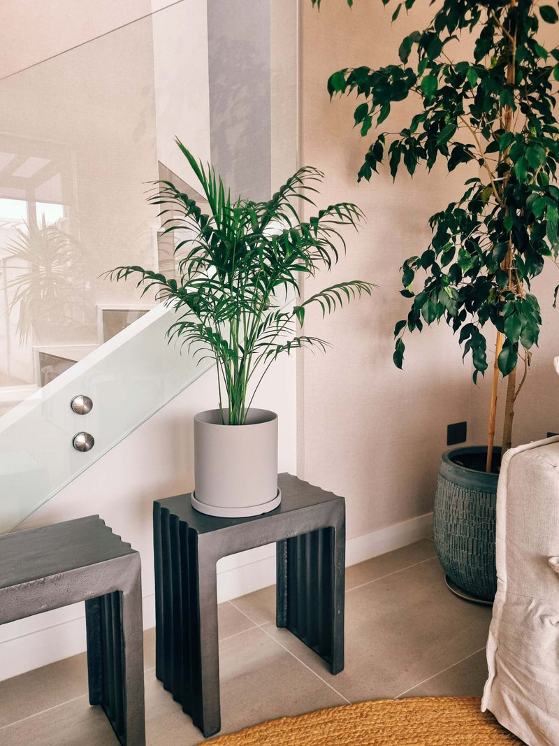 Chamaedoera Elegans XL + Macetero Nordico - Elige tu color