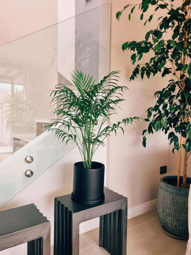 Chamaedoera Elegans XL + Macetero Nordico - Elige tu color