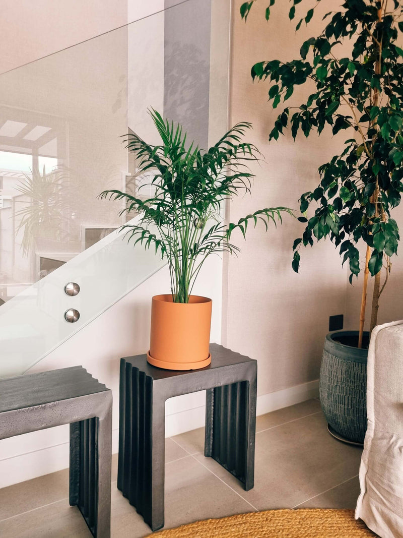 Chamaedoera Elegans XL + Macetero Nordico - Elige tu color