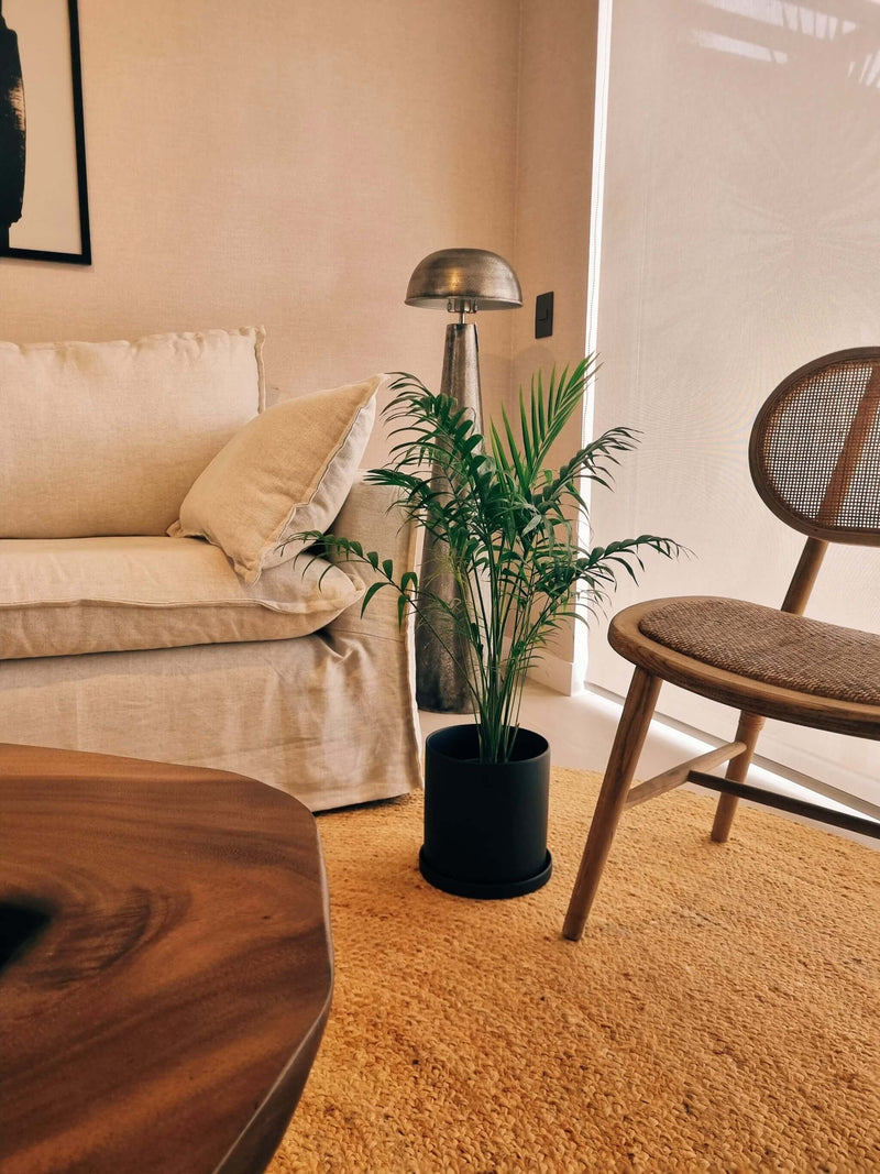 Chamaedoera Elegans XL