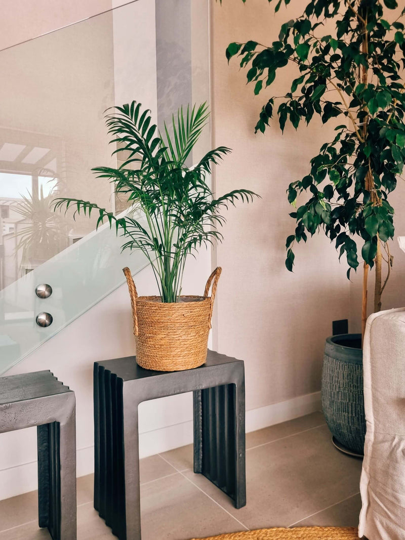 Chamaedoera Elegans XL