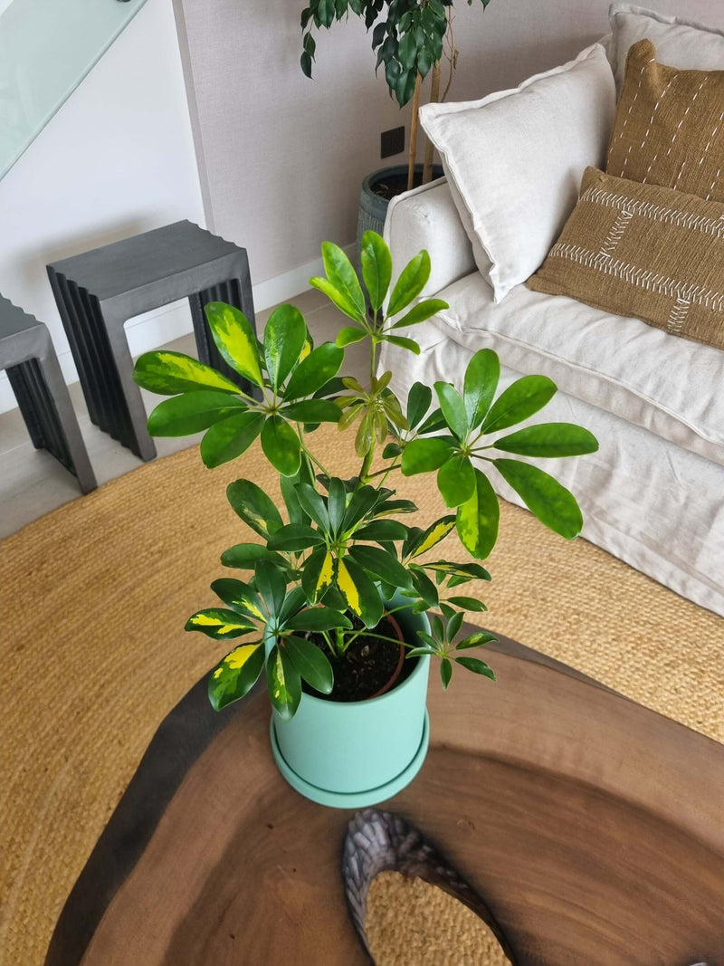 Schefflera Variegada + Macetero Nórdico - Elige tu color