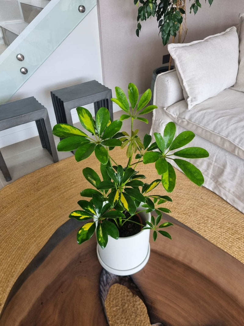 Schefflera Variegada + Macetero Nórdico - Elige tu color