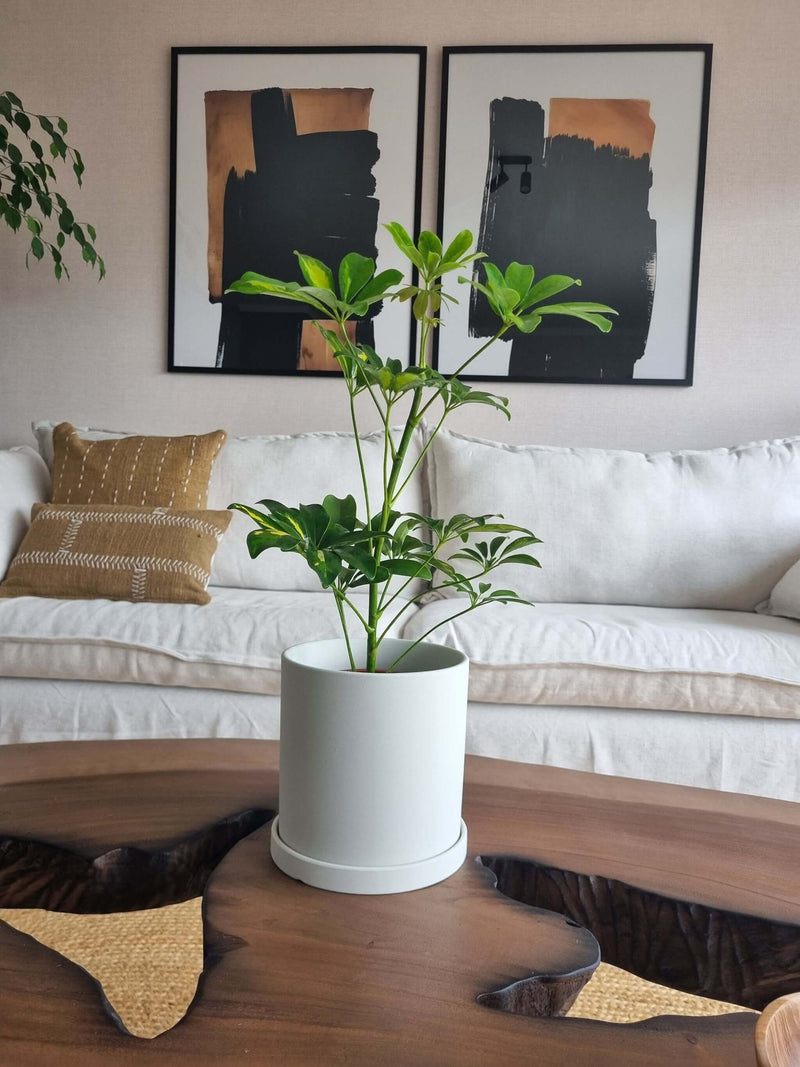 Schefflera Variegada + Macetero Nórdico - Elige tu color
