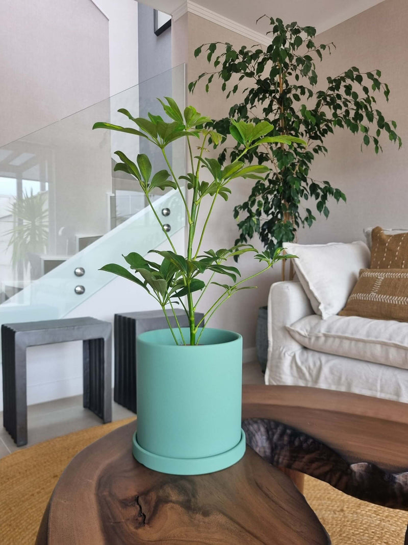 Schefflera Variegada + Macetero Nórdico - Elige tu color