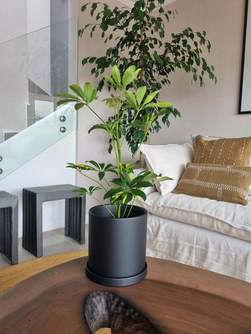 Schefflera Variegada + Macetero Nórdico - Elige tu color