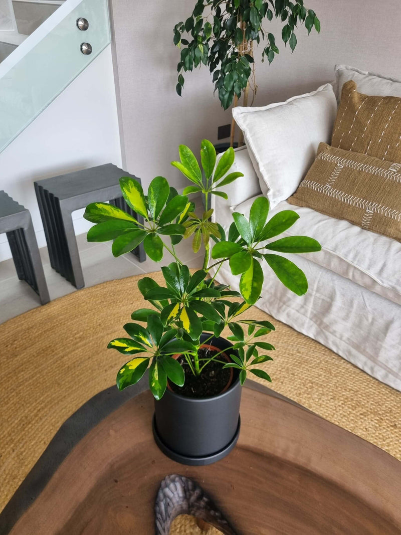 Schefflera Variegada + Macetero Nórdico - Elige tu color